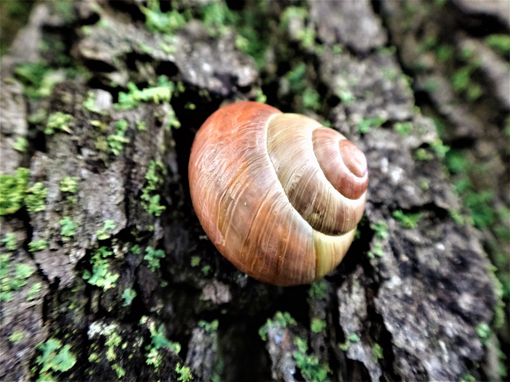 A snail in Schwerin